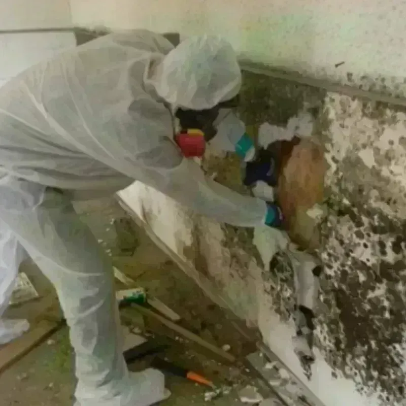 Mold Remediation and Removal in South Windham, CT